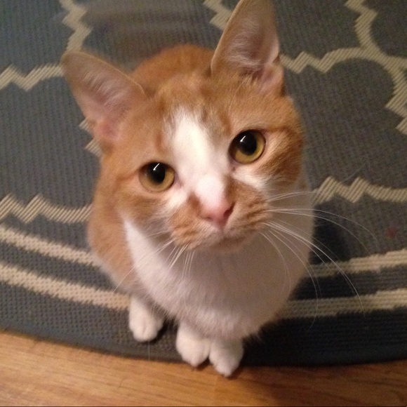 Meet your Posher, Jamie - Picture 1 of 1